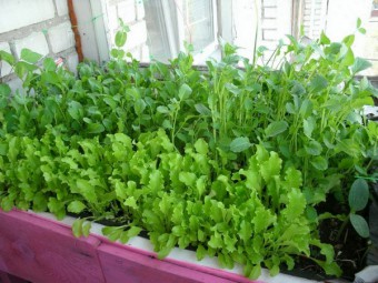 Как вырастить зелень на подоконнике, чтобы весь год быть с урожаем